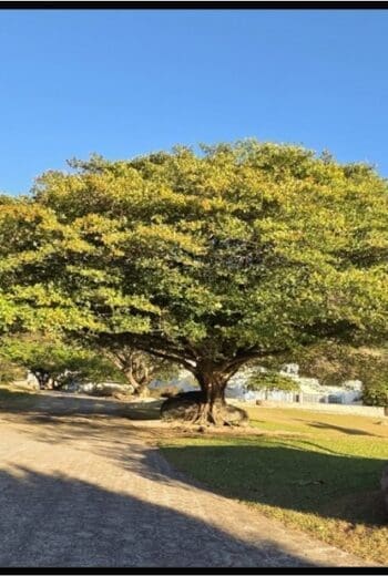 FROM VGH TO EL SALVADOR: TRACEY HERINK’S JOURNEY TO SERVE OTHERS